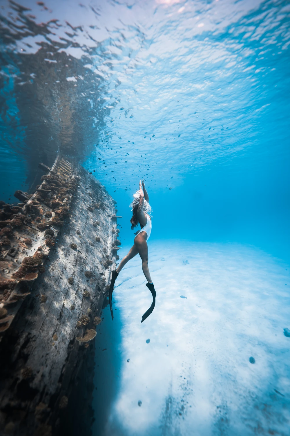 photo for Shipwreck and Sharks 